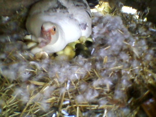 ducklings.jpg