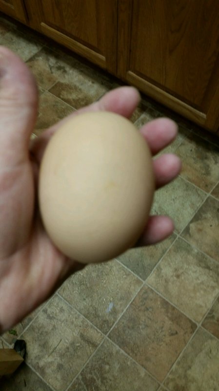 egg.jpg