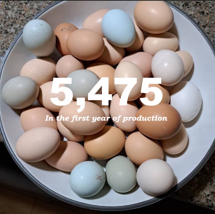 eggs lots.jpg