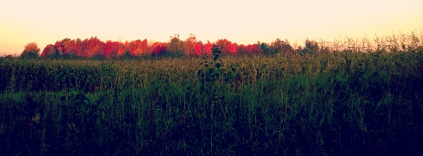 Fall Image.jpg