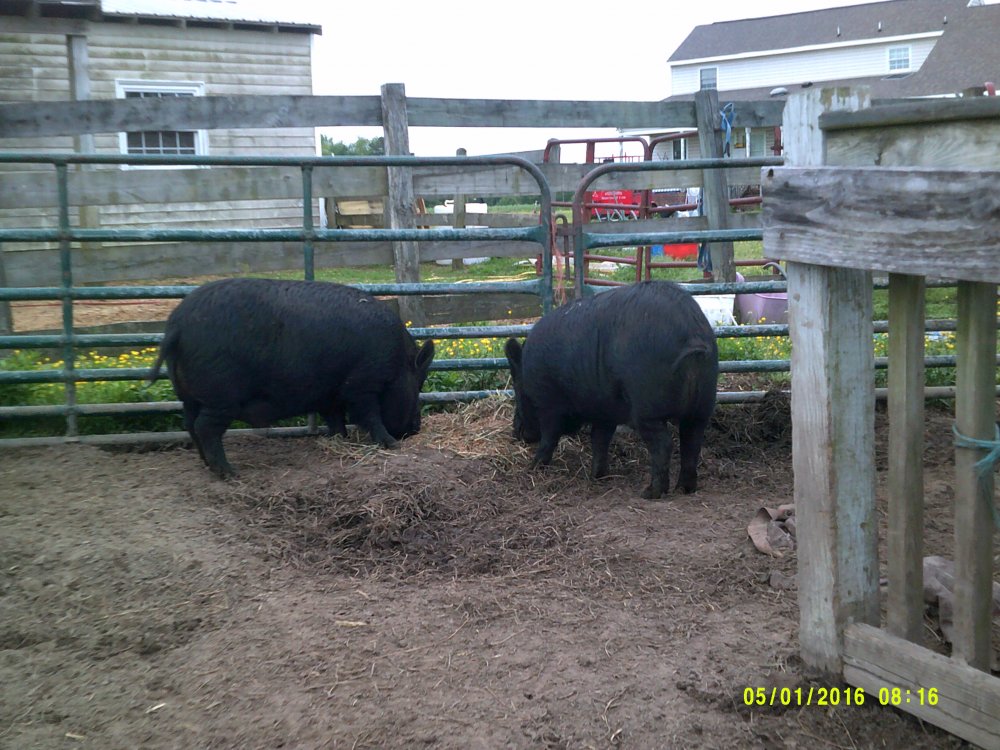farm animals 005.JPG