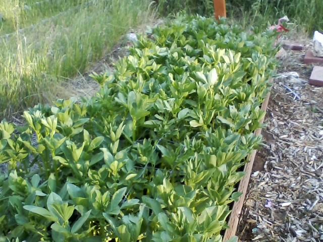 fava bed.jpg