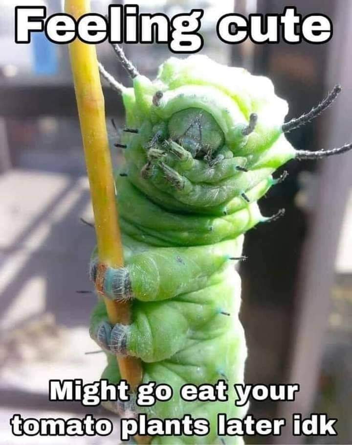FB_IMG_1596652029335.jpg