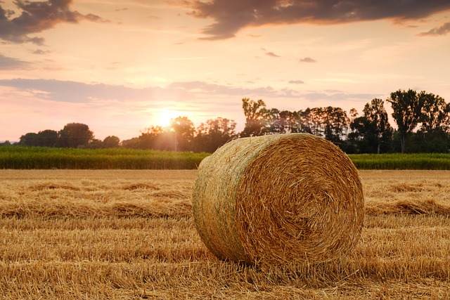 Fall Homestead Tasks You Need To Do Fall Homestead Tasks You Need To Do