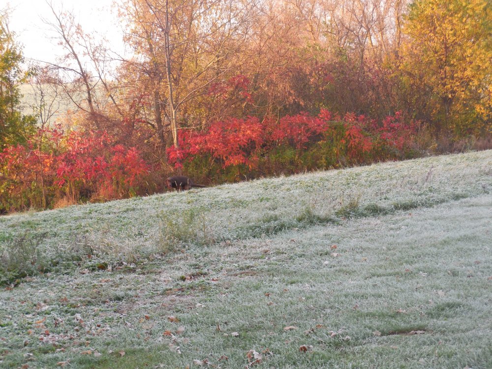 Fire on the frost.JPG