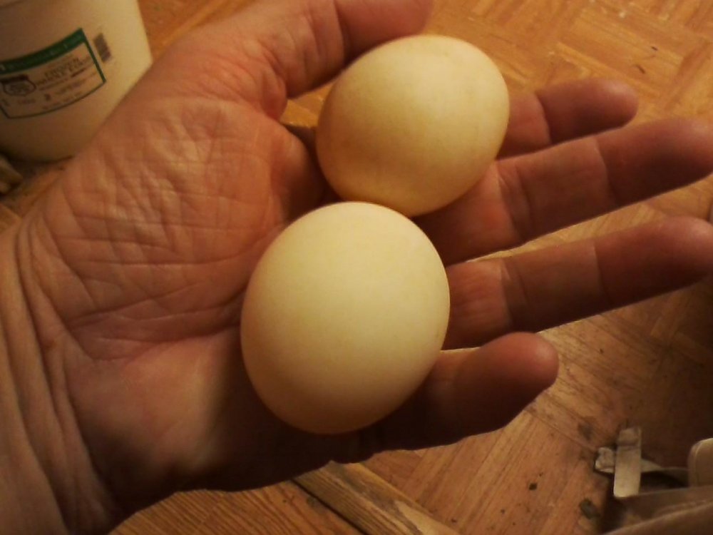 firsteggs.jpg