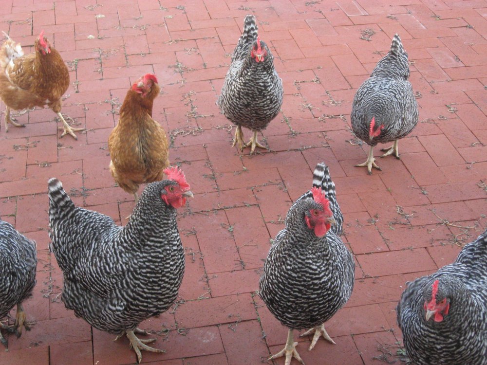 Fluffy Butts.jpg