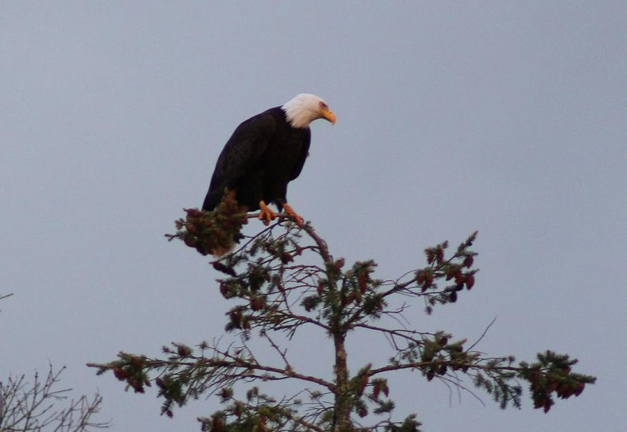 frequent_guest_in_our_tree_by_seerisil-d73xcfh.jpg