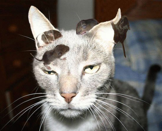 funny-cat-rats-babies-head.jpg