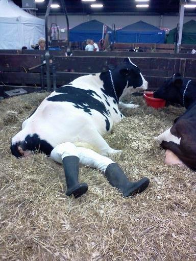 Funny-Cow-25.jpg