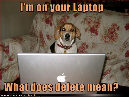Funny-Dog-Pics-teddybear64-16715358-500-375.jpg