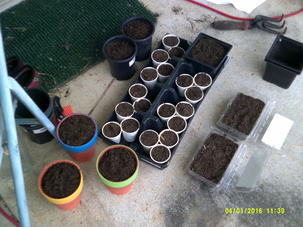 Garden 002.JPG