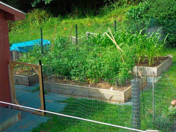 garden1.jpg