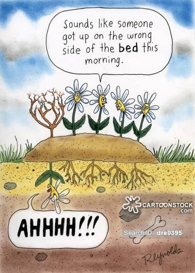gardening-wrong_side_of_bed-getting_up-monday_mornings-mornings-flowers-dre0395_low.jpg