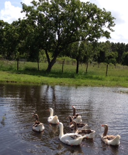 geese on pond.JPG