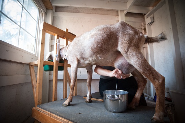 goat-g3eb7320f3_640.jpg