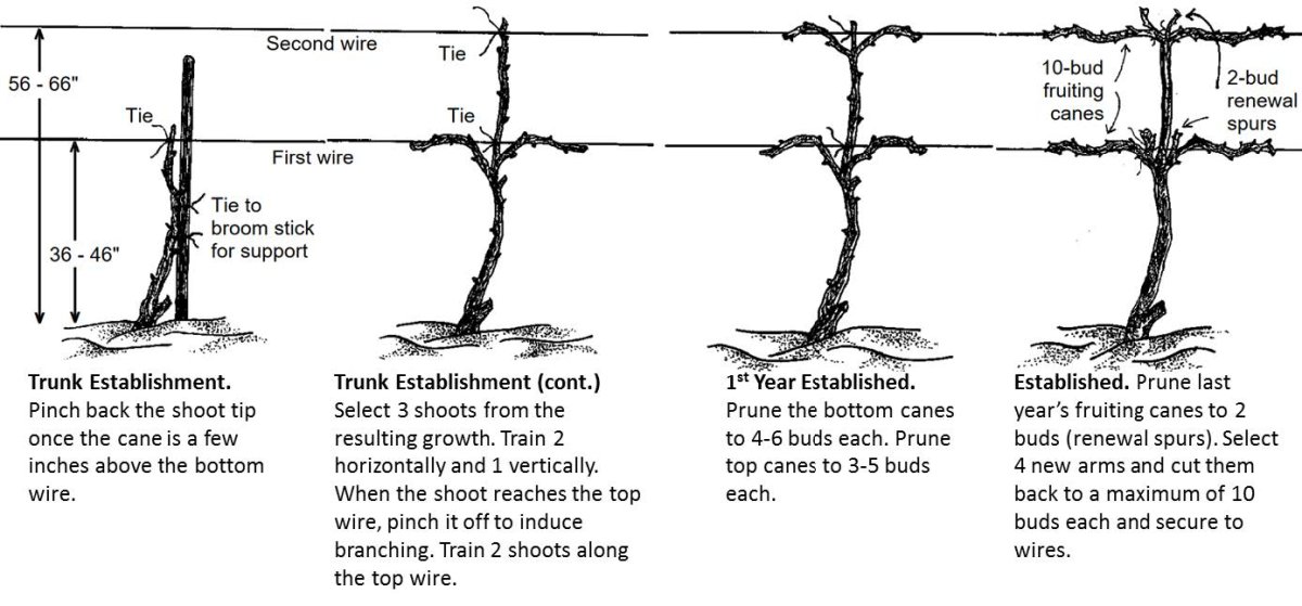 grape-trellising-fig-4.jpg