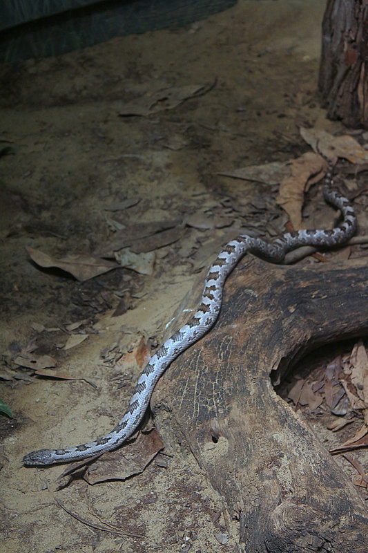 Gray_Ratsnake_25.jpg