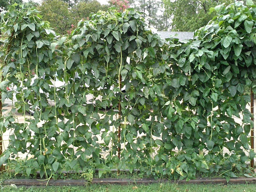 Green beans trellis 6-13-12.jpg