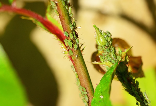 A Guide to Dealing with aphids