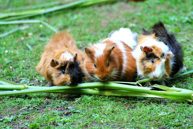 guinea-pig-208438_640.jpg