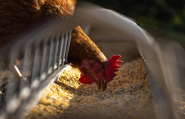 Top 10 Ways To Save On Chicken Feed Costs