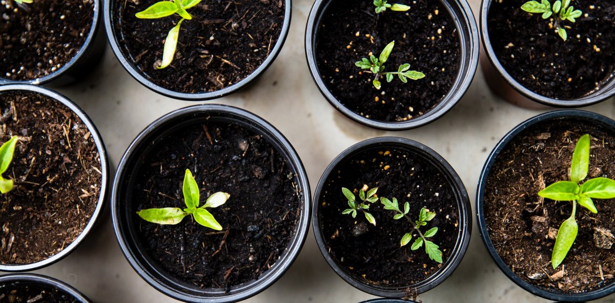 Growing Your Own Food and Living a More Natural Life Growing Your Own Food and Living a More Natural Life