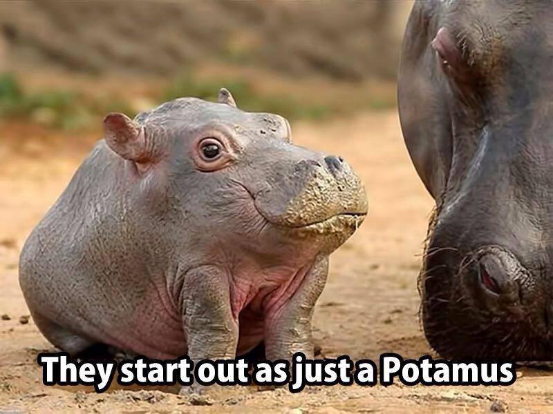 hippo.jpg