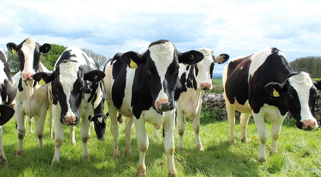 The Top 5 Dairy Cow Breeds in America