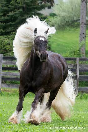 horse hair.jpg