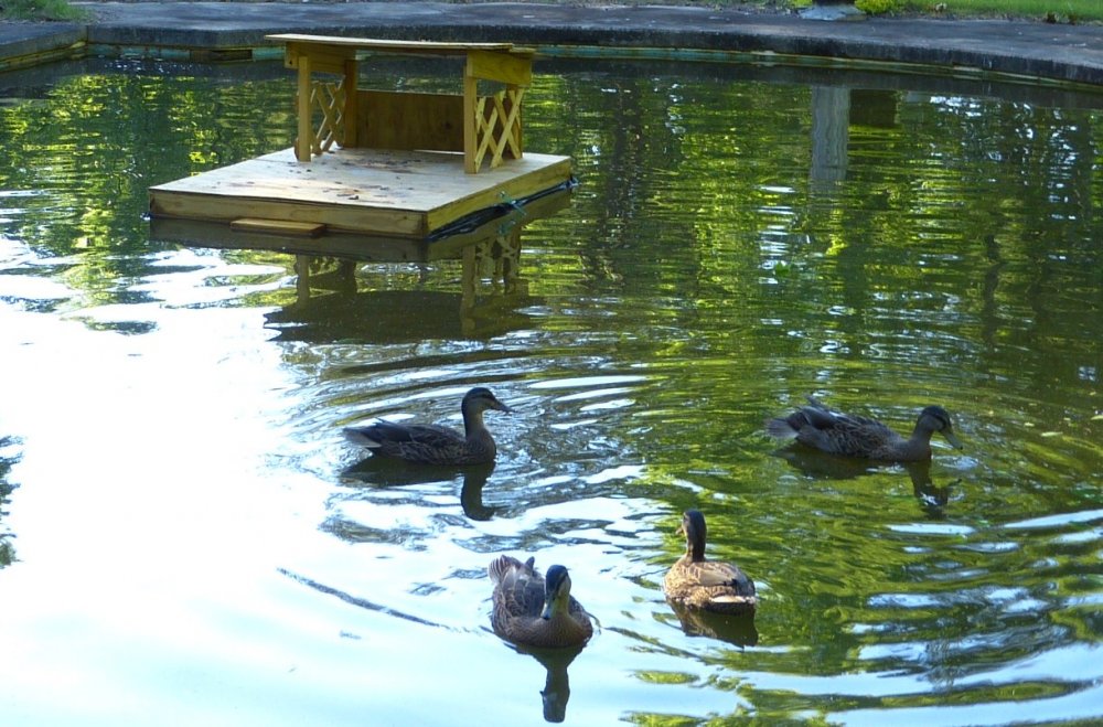 house and ducks.JPG