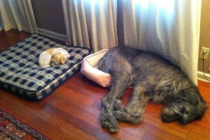 Huge-Dogs-Who-Think-They-Are-Small-3__605.jpg