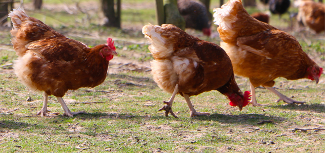 Hybrid-Egg-Laying-Chicken.png