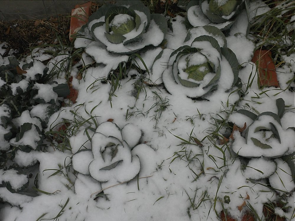 IMG1460.jpg
