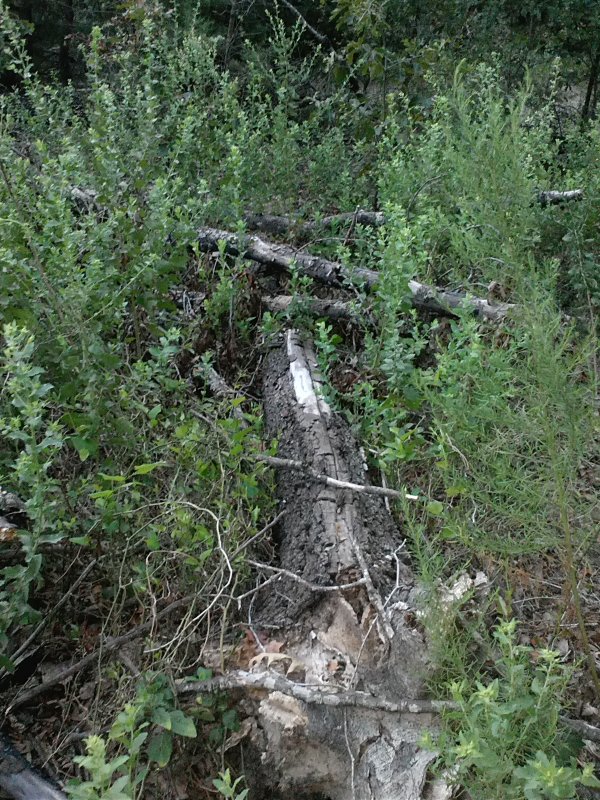 IMG2546.jpg