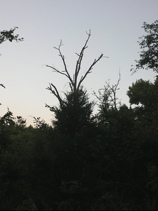 IMG2547.jpg