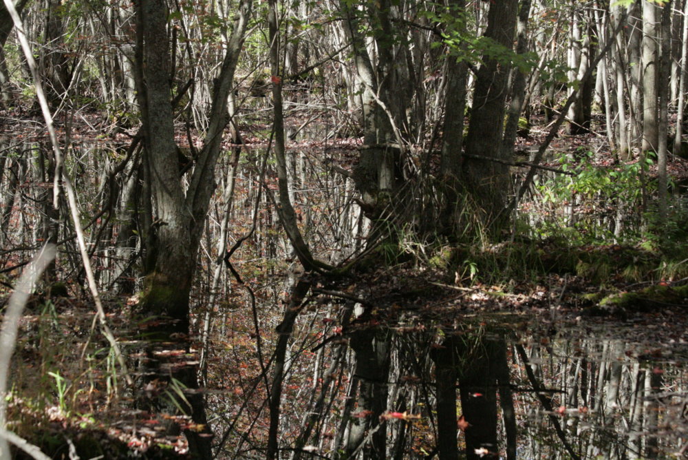IMG_1436.JPG