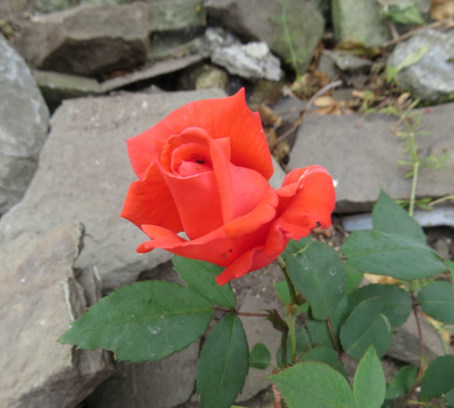 IMG_1989.jpg