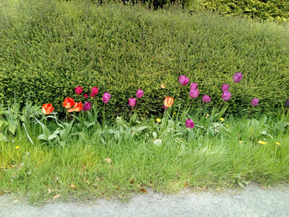 IMG_20170409_124211.jpg