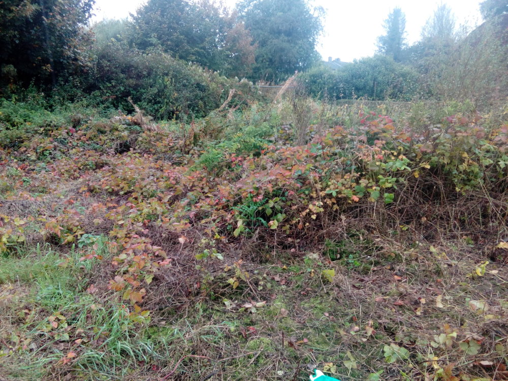 IMG_20171009_111601.jpg