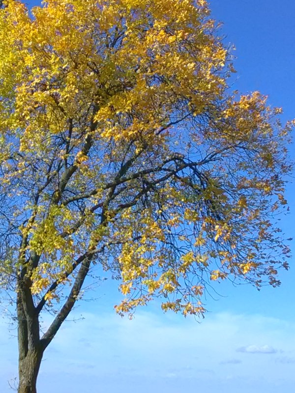 IMG_20171016_135416.jpg
