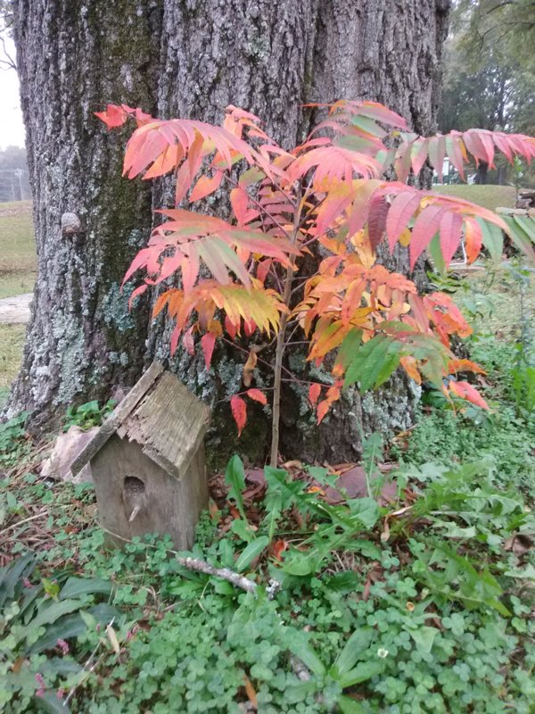 IMG_20171106_103005.jpg