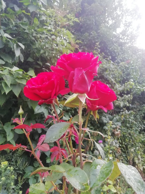 IMG_20190717_194344.jpg