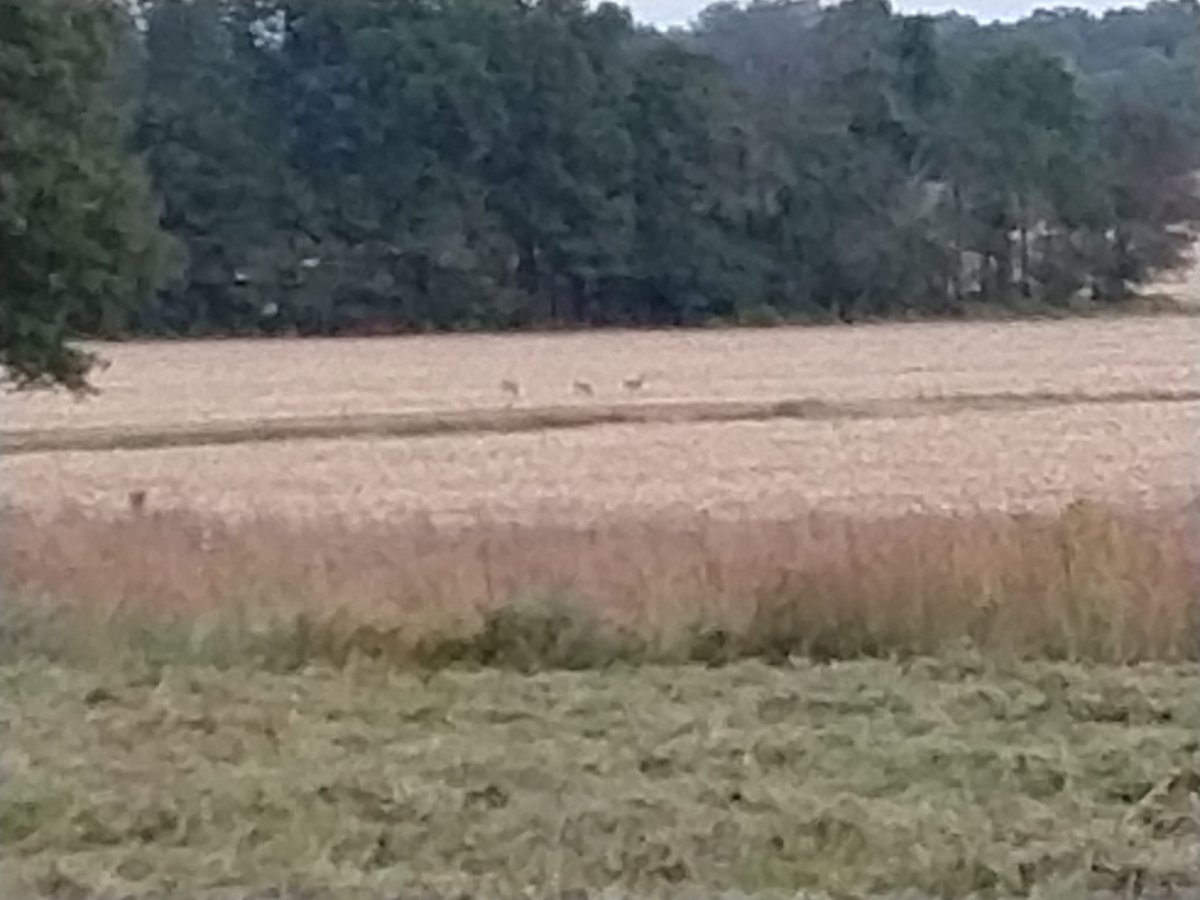 IMG_20201006_183218350.jpg