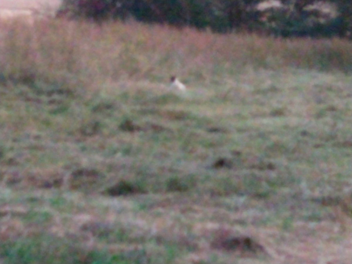 IMG_20201006_184542536.jpg
