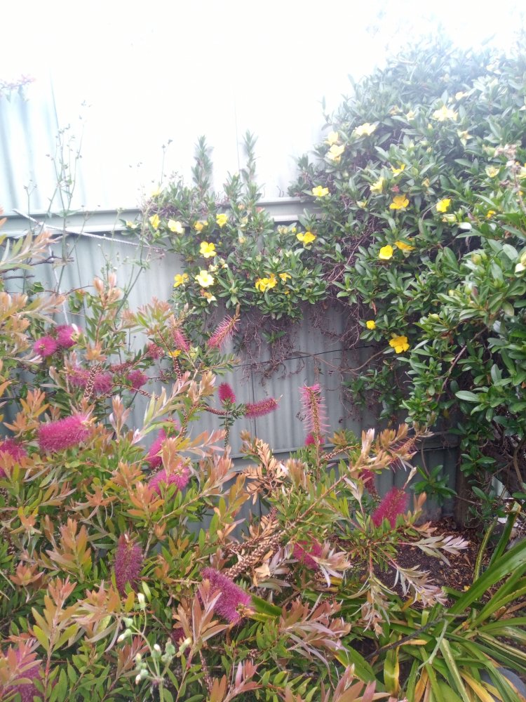 IMG_20201114_165113_450.jpg