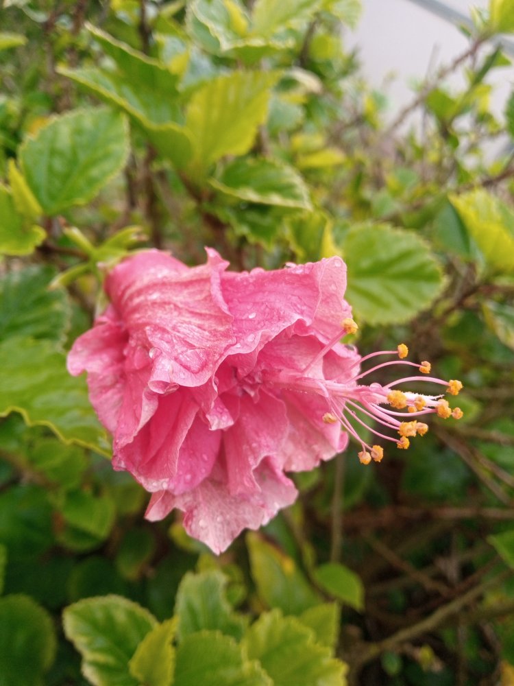 IMG_20201114_165612_414.jpg