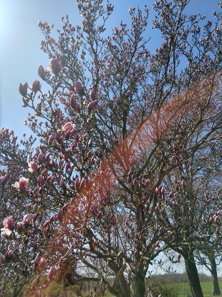 IMG_20210319_130958619_HDR.jpg