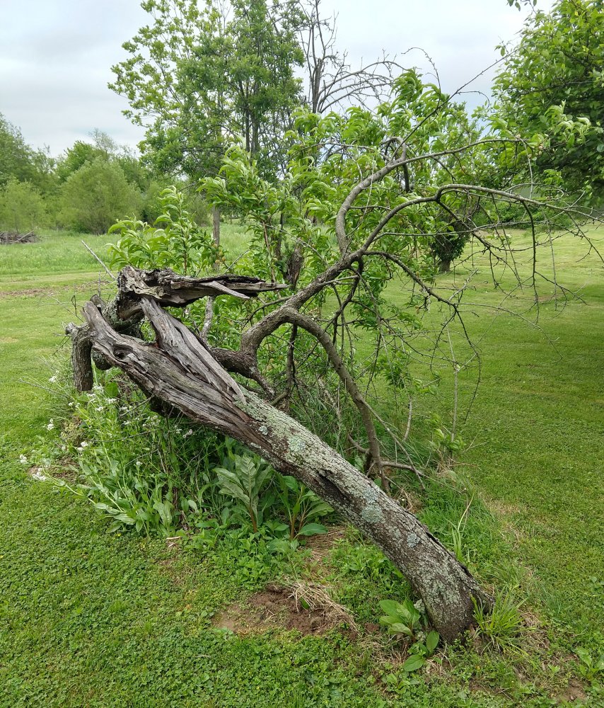 IMG_20210509_140609216_HDR~2.jpg