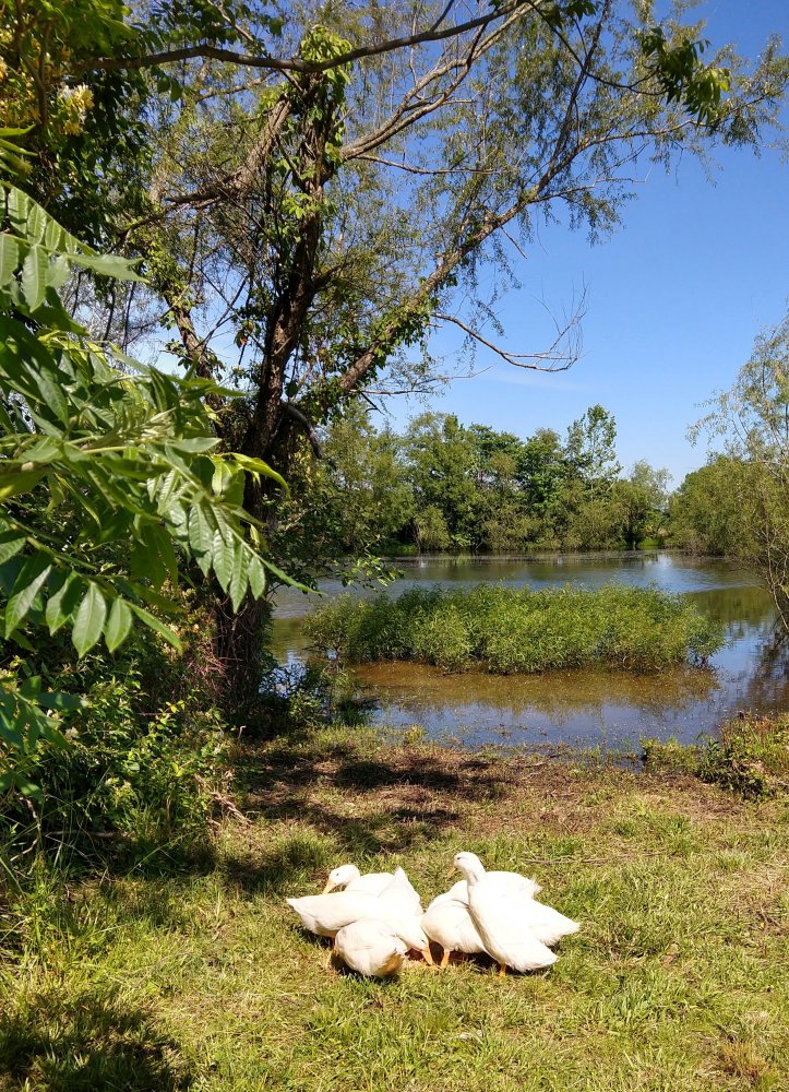 IMG_20210530_152408433_HDR~3.jpg